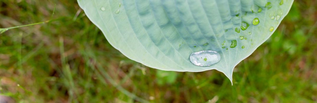 Hosta leaves covered with water drops, natural green background