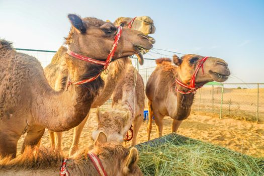 Arabian Desert Camel (United Arab Emirates). Shooting Location: Dubai