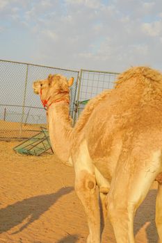 Arabian Desert Camel (United Arab Emirates). Shooting Location: Dubai
