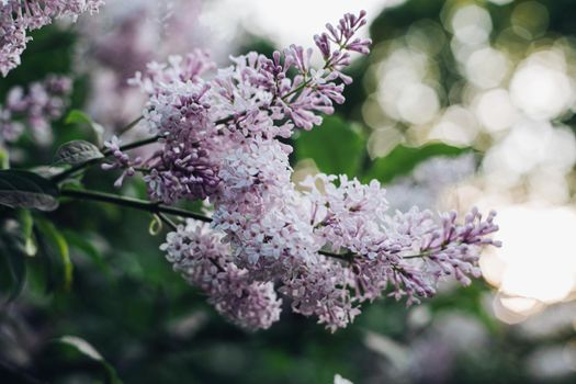 Blooming lilac in the park. Beautiful background of lilac flowers. Purple lilac flowers in a blooming park in spring.