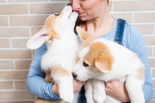Caucasian woman holding two cute pembroke corgi puppies