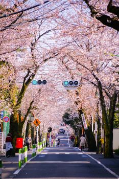 Sakura line of Sakura Kencho, Sakura-shi, Setagaya Ward. Shooting Location: Tokyo metropolitan area