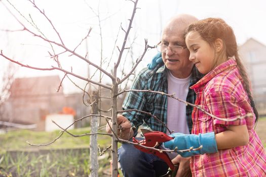 Small girl with senior grandfather gardening in the backyard garden.