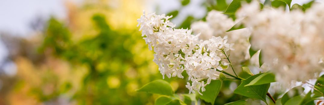 Blooming lilac branches in the park against the blue sky. Spring concept. Lilacs bloom beautifully in spring.