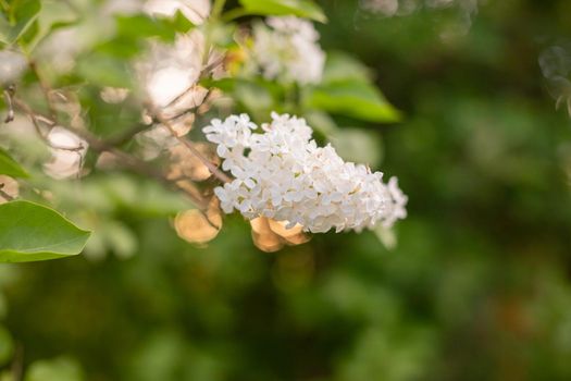 Blooming lilac branches in the park against the blue sky. Spring concept. Lilacs bloom beautifully in spring.