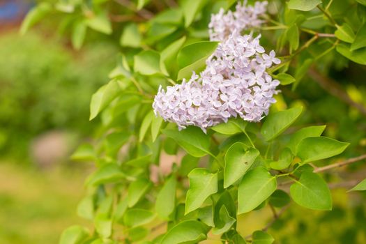 Blooming lilac branches in the park against the blue sky. Spring concept. Lilacs bloom beautifully in spring.