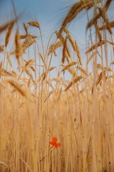 A single red flower among wheat stalks, a poppy seed flower, wheat grains in a blue sky. High quality photo