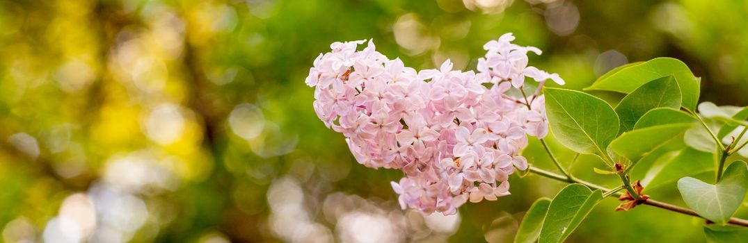 Big lilac branch bloom in garden after rain. Bright blooms of spring lilacs bush. Spring blue lilac flowers close-up on blurred background.