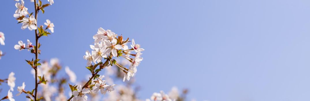 Cherry Blossoms with white Petals on Spring on a sunny day