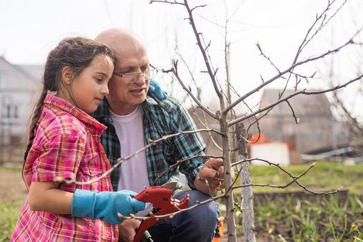 Small girl with senior grandfather in the backyard garden, gardening.