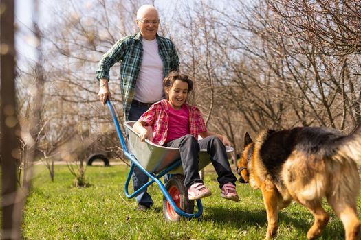 Grandfather carrying his granddaughter in a wheelbarrow in a park.