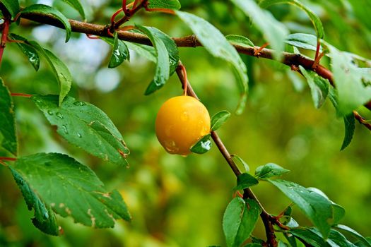 usually edible part of a nut, seed, or fruit stone contained within its hard shellYellow orange pricot kernels, healthy and tasty.