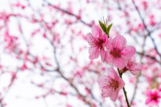 Pink blossom tree at spring. Flower closeup.