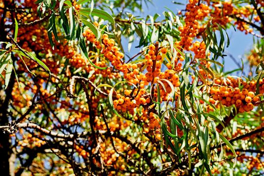 a bushy Eurasian shrub or small tree which typically grows on sandy coasts. It bears orange berries and some plants are spiny.