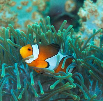 Picturesque underwater world with coral reefs