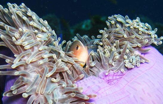 Picturesque underwater world with coral reefs