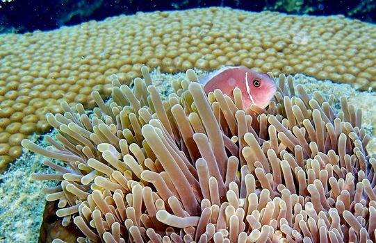 Picturesque underwater world with coral reefs