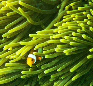 Picturesque underwater world with coral reefs