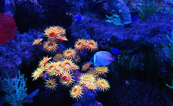 Picturesque underwater world with coral reefs