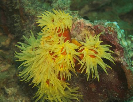 Picturesque underwater world with coral reefs