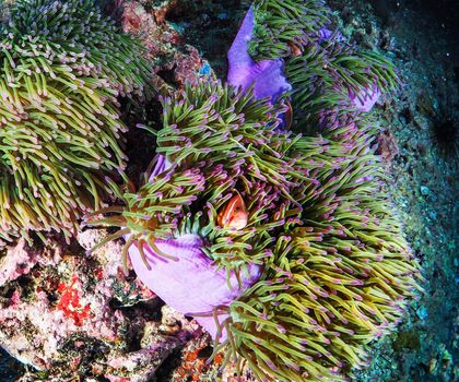 Picturesque underwater world with coral reefs