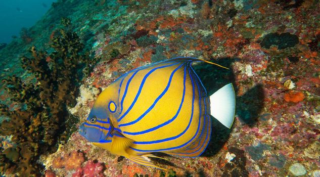 Picturesque underwater world with coral reefs