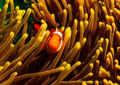 Picturesque underwater world with coral reefs