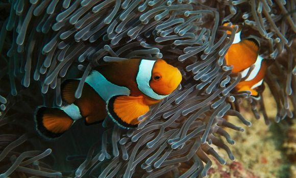 Picturesque underwater world with coral reefs