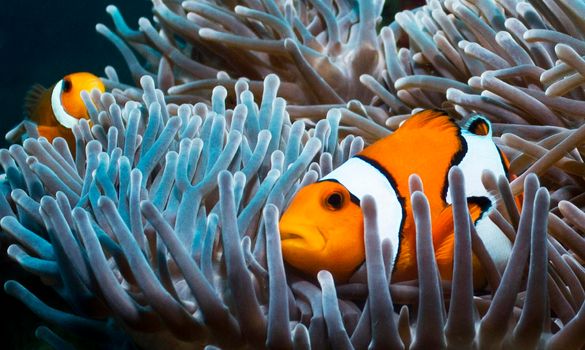 Picturesque underwater world with coral reefs