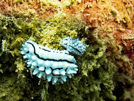 Picturesque underwater world with coral reefs