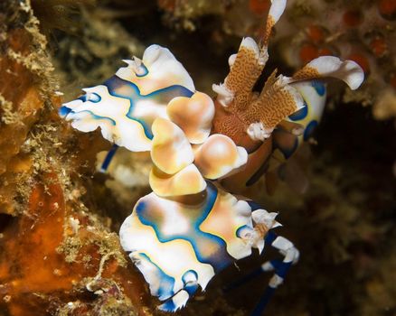 Picturesque underwater world with coral reefs