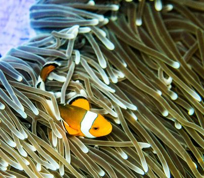 Picturesque underwater world with coral reefs