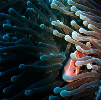 Picturesque underwater world with coral reefs