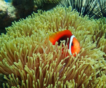 Picturesque underwater world with coral reefs