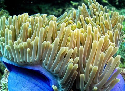 Picturesque underwater world with coral reefs