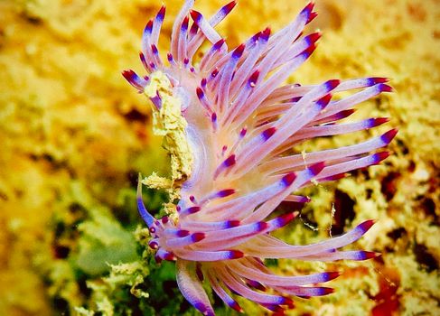 Picturesque underwater world with coral reefs