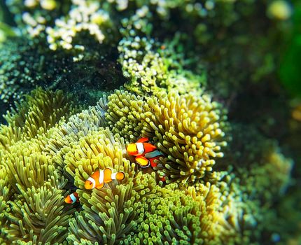Picturesque underwater world with coral reefs