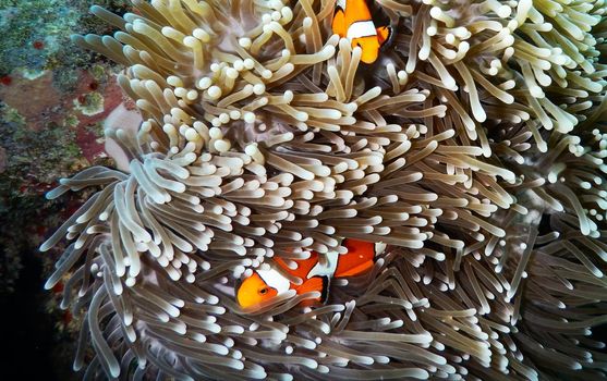 Picturesque underwater world with coral reefs