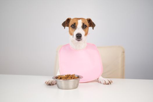 Dog jack russell terrier at the dinner table in a pink bib