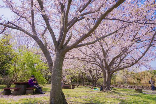 Cherry blossoms in Masanishi Rinkai Park in full bloom. Shooting Location: Tokyo metropolitan area