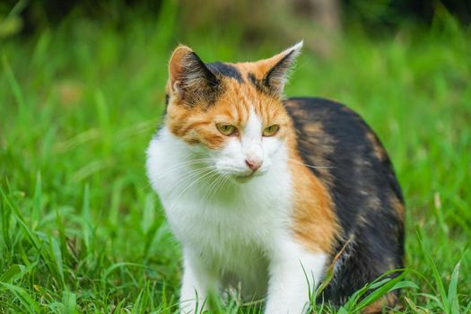 Sanjo cat in the meadow. Shooting Location: Tokyo metropolitan area