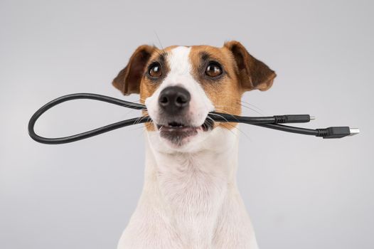 Dog jack russell terrier gnaws on a black usb wire on a white background