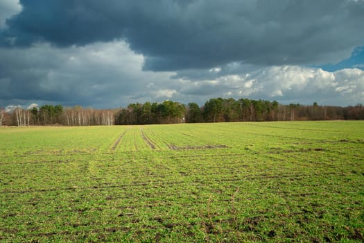 Green field with young plants in front of the forest and cloudy sky, Czulczyce, Poland
