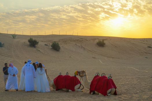 Arabian Desert Camel (United Arab Emirates). Shooting Location: Dubai