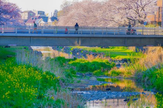 Spring Noogawa (Tokyo Chofu City). Shooting Location: Tokyo Chofu City