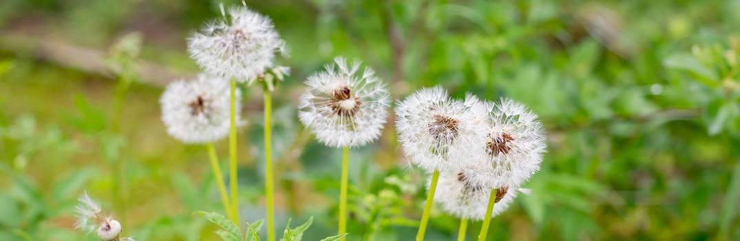 Dandelion blossoms in the spring and summer season, floral web banner, meadow with flowers, blue sky