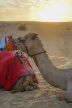 Arabian Desert Camel (United Arab Emirates). Shooting Location: Dubai
