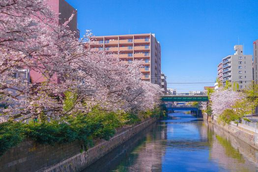 Cherry blossoms and towns of the full bloom of the Sakiko River. Shooting Location: Yokohama-city kanagawa prefecture