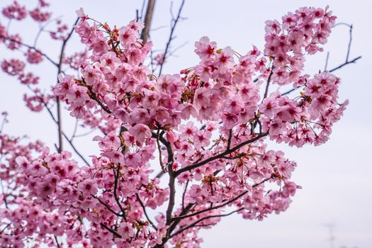 Cherry blossoms. Shooting Location: Tokyo metropolitan area