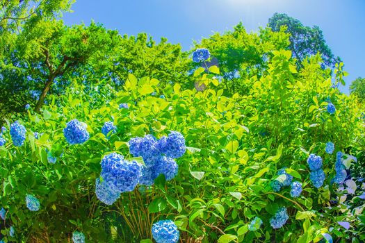 Blue hydrangea and new green. Shooting Location: Kamakura City, Kanagawa Prefecture